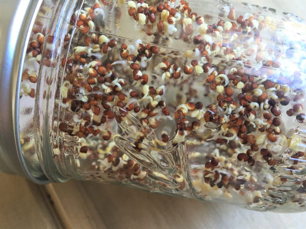 Sprouting broccoli seeds in a mason jar