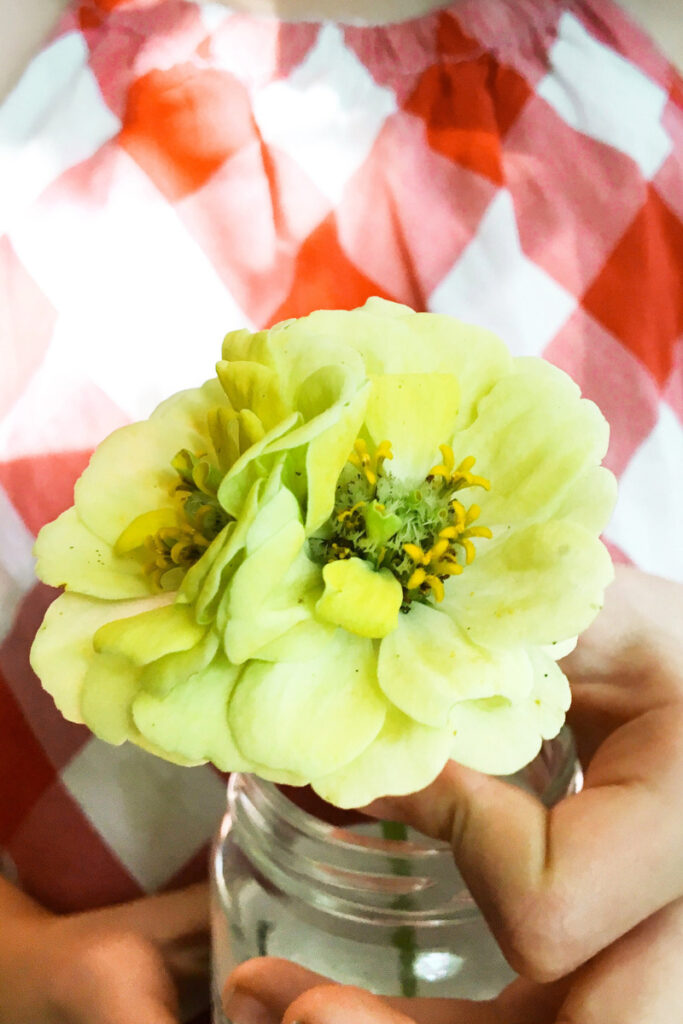 child's hand holding a double zinnia flower