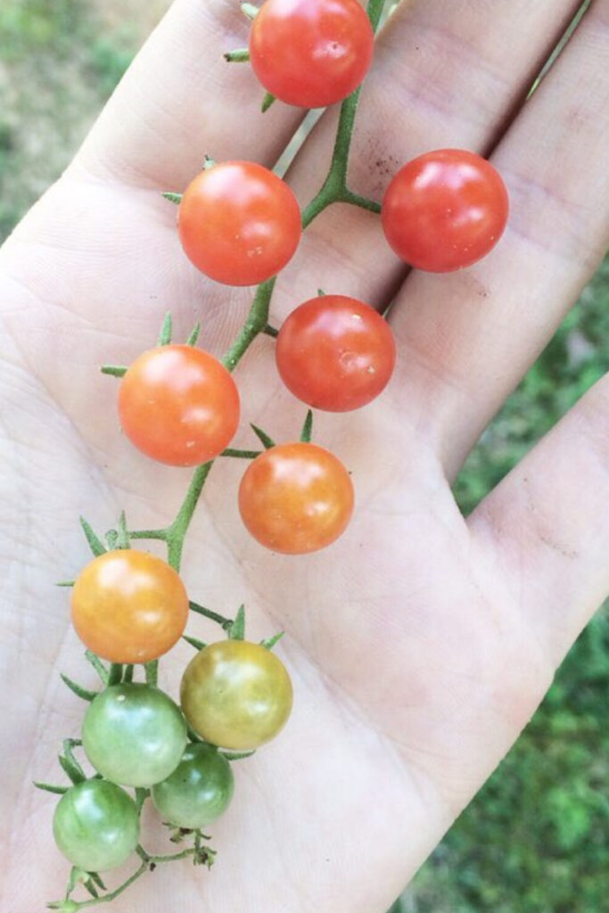 red currant tomatoes in a hand