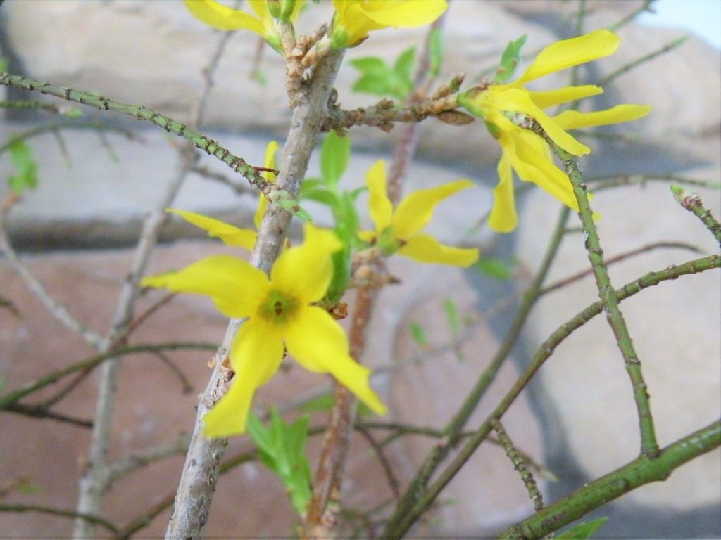 Forcing branches to bloom in late winter